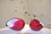 53464_Shanglass