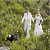 weddings
